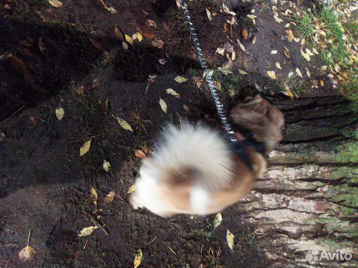 Найдена собака