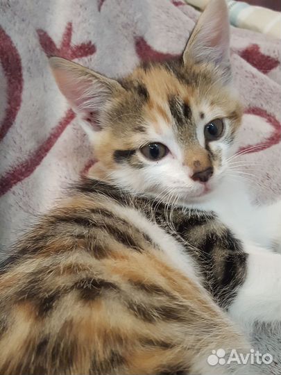 Котенок в добрые руки