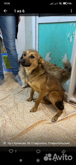 Небольшая собачка как ребенок ждёт семью в отлове