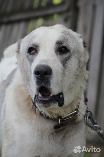 Дунай на охрану