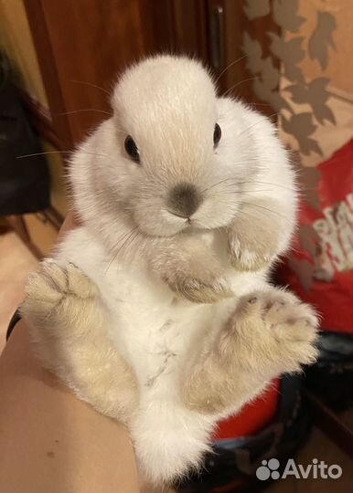 Кролик карликовый