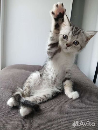 Отдам котёнка в добрые руки