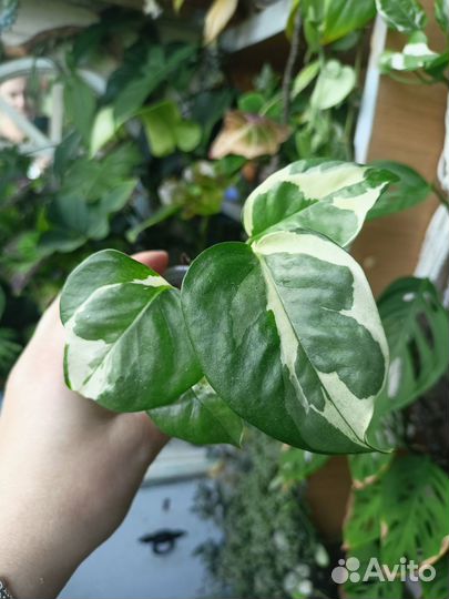 Комнатные растения