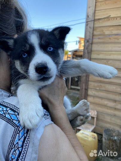 Щенки хаски