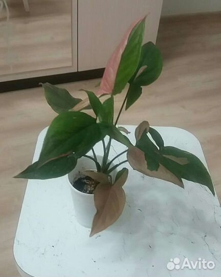 Сингониум Ред спорт