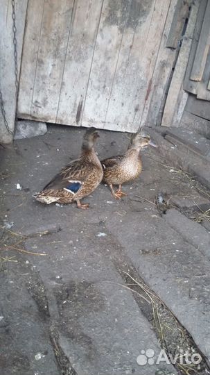 Подсадные утки