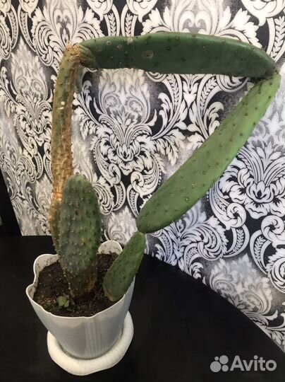 Кактус опунция