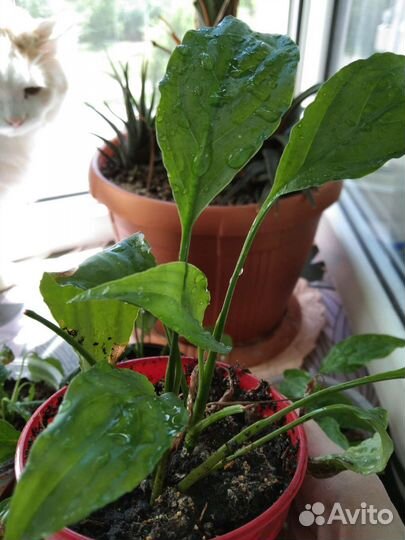 Спатифиллум