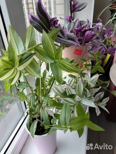 Традесканция Нанук,белая