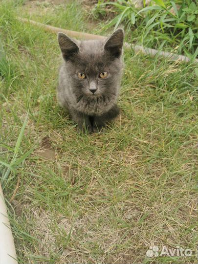 Кошечка в добрые руки