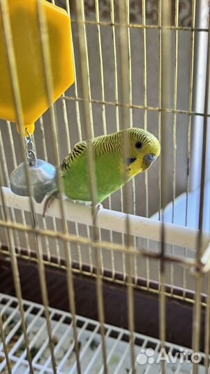 Волнистый попугай