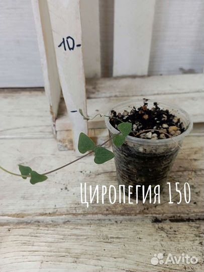 Комнатные цветы растение церопегия Вуда