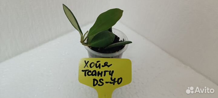 Продам цветы комнатные Хойя