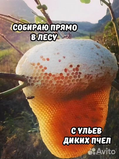 Невкусный Дикий мед