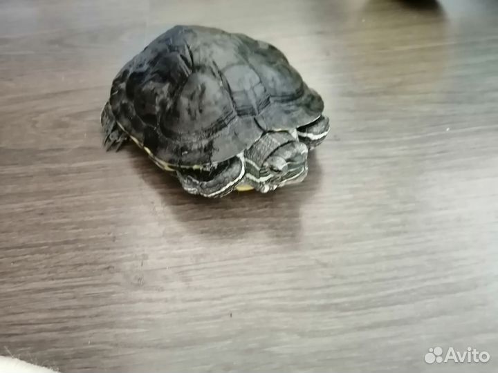 Красноухая черепаха с аквариумом