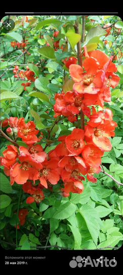 Айва японская саженцы