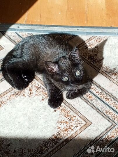 Кошки породистые бесплатно