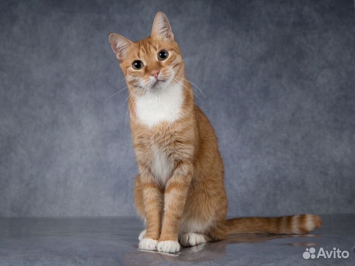 Котик Алёша