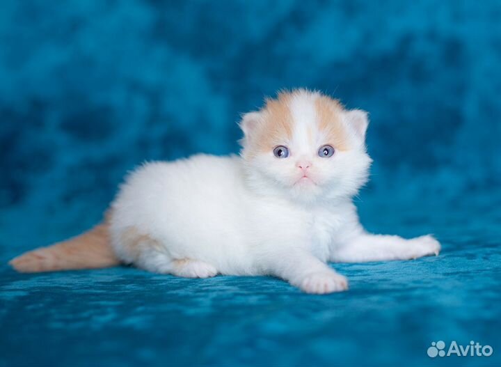 Британский мальчик