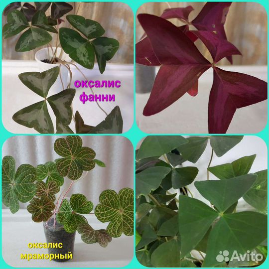 Домашние цветы