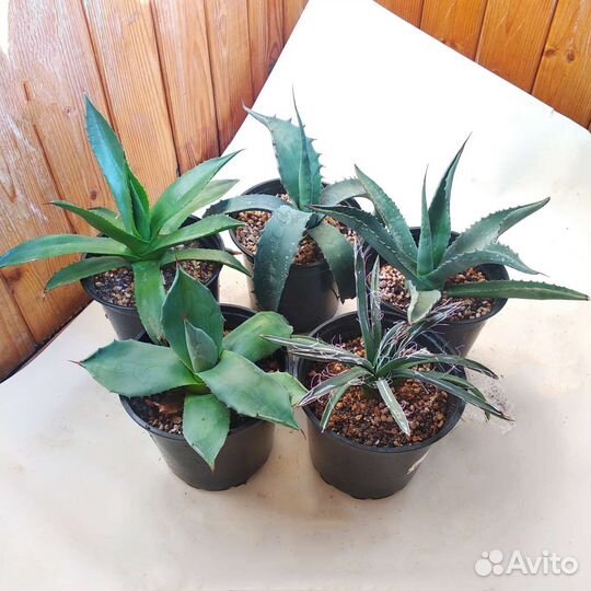 Суккуленты Агава Коллекция