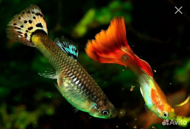 Рыбки гуппи