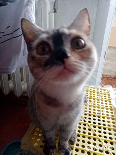 Кошка в дар