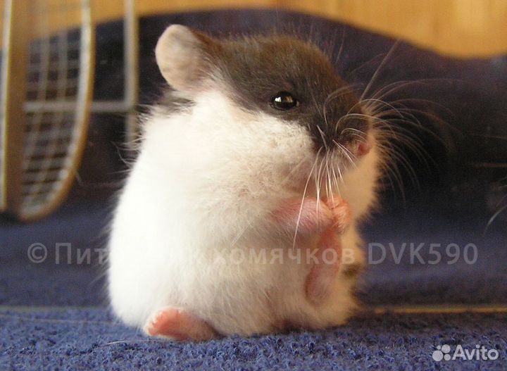 Хомячок пятнистый из питомника