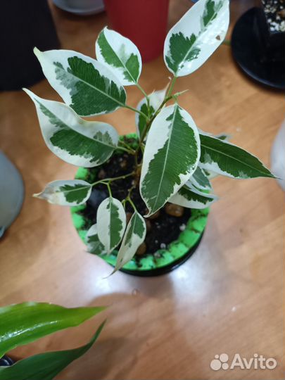 Фикус бенджамина