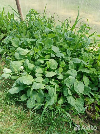 Рассада капусты