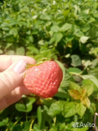 Рассада клубники