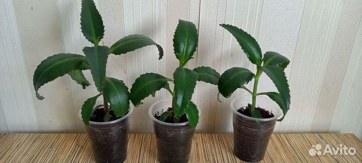 Каланхоэ лечебное