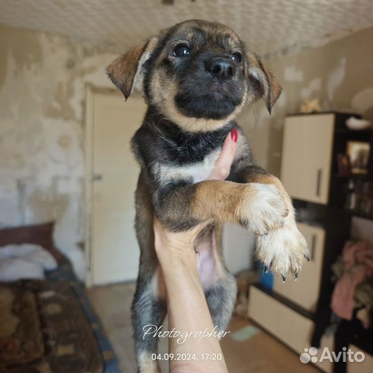 Щенок мальчик ищет дом. Доставим