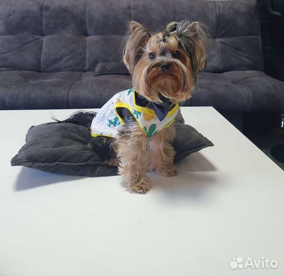 Вязка Йоркширский терьер мини беби фейс РКФ