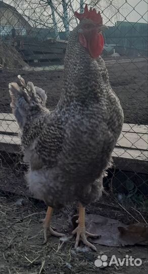 Молодые петухи