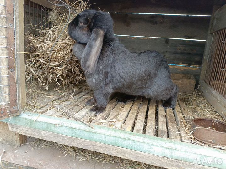 Кролики мясных пород