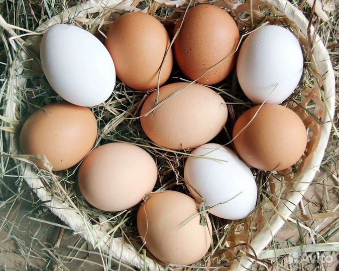 Яйцо куриное, домашнее