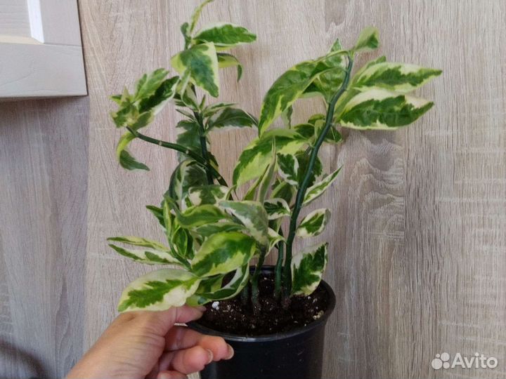 Педилантус. Комнатное растение