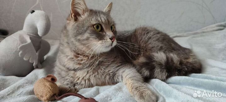 Молодой котик в дар
