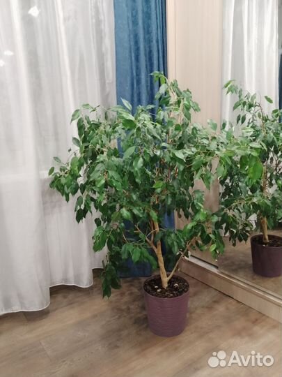 Фикус Бенджамина