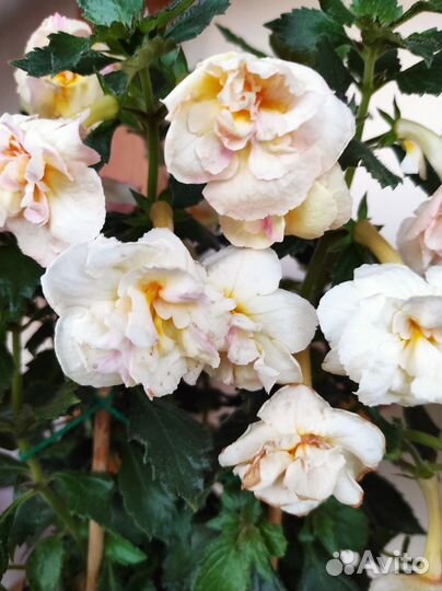 Ризомы ахименесов