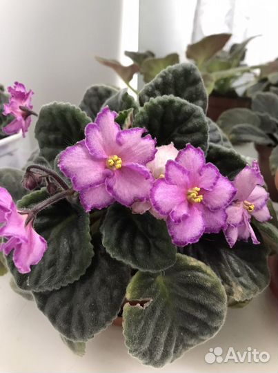 Фиалки сортовые