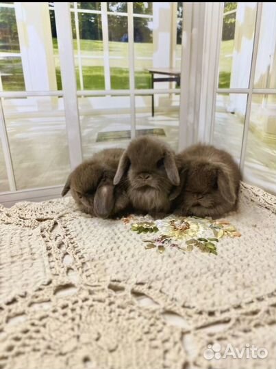 Минилопы чистопородные