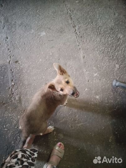 Отдам в добрые руки щенка девочка