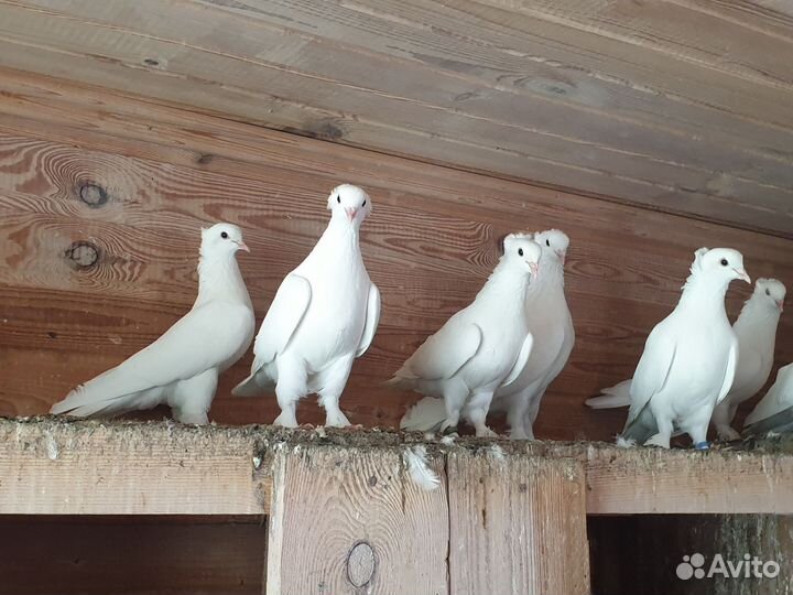 Бойные голуби