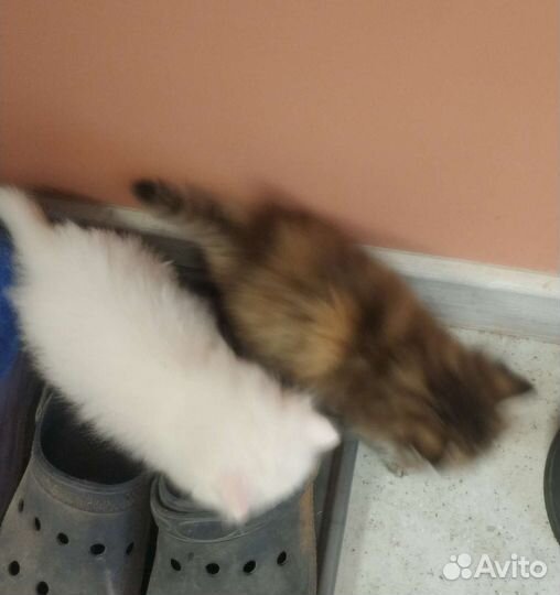 Котята пушистые