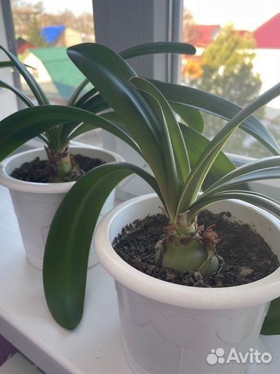 Гиппеаструм амариллис