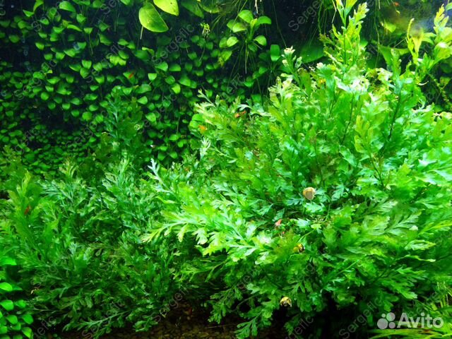 Больбитис Геделоти компакт купить в Москве | Животные и зоотовары | Авито