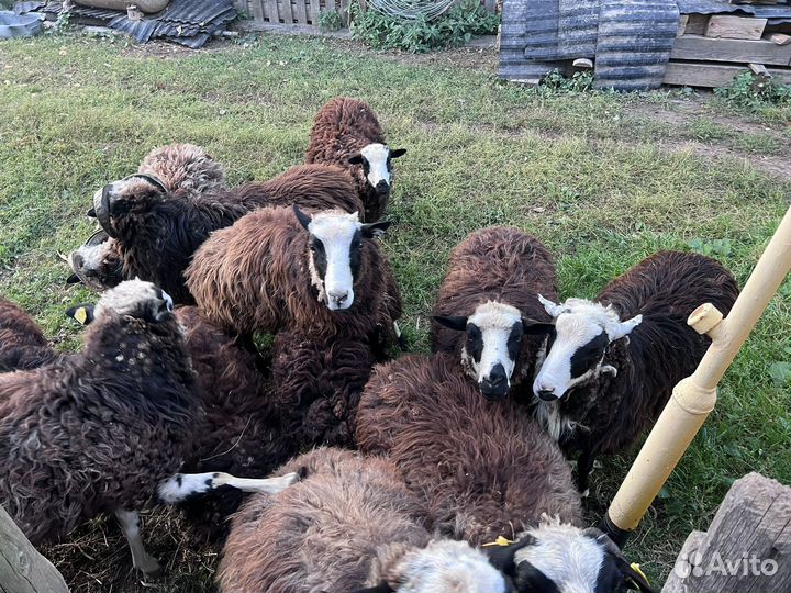 Овцы бараны ягнята оптом