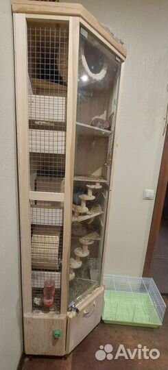 2 шиншиллы, витрина и клетка переноска